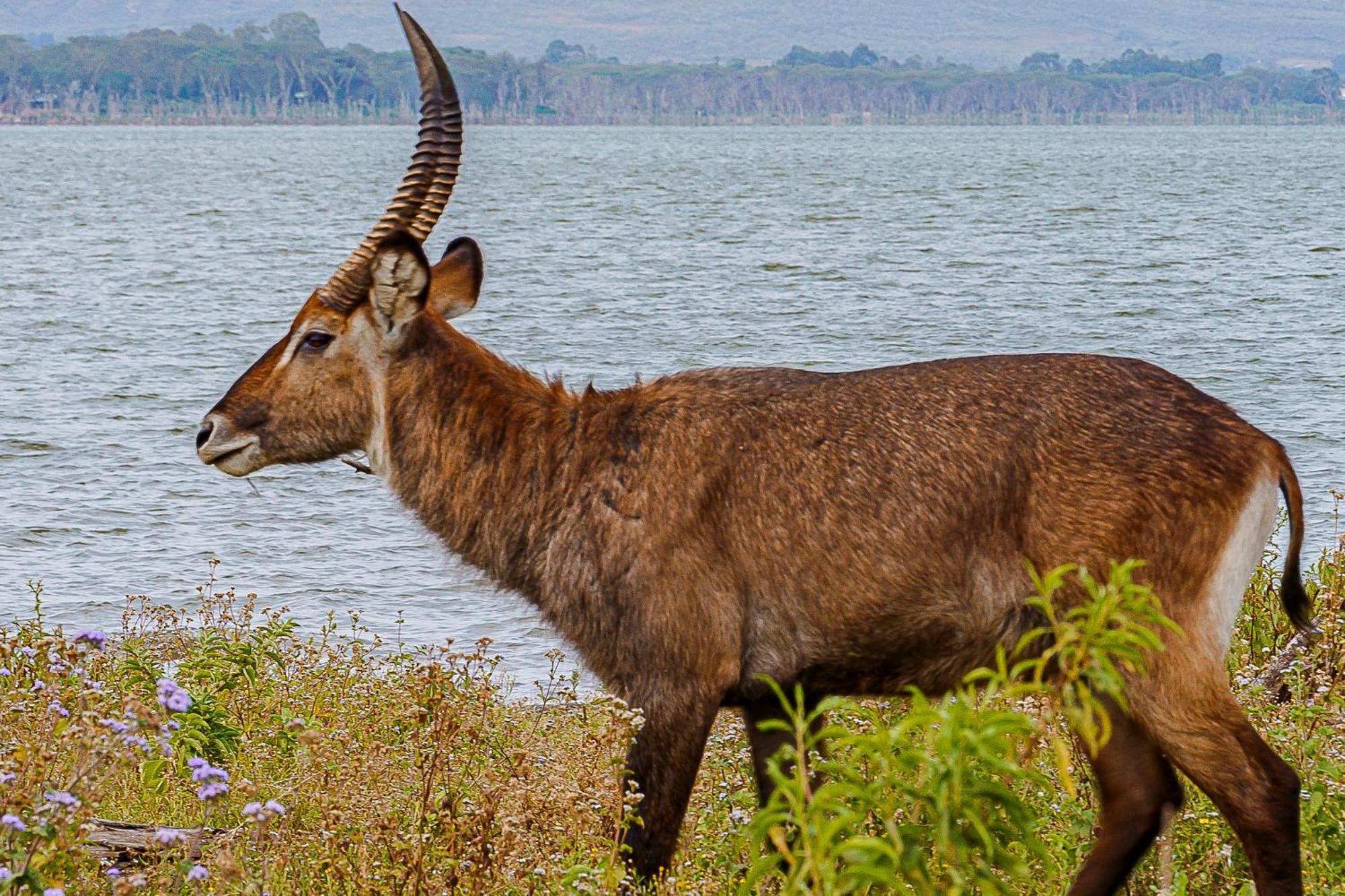 Muthu Lake Naivasha Country Club, Naivasha Karagite Екстер'єр фото